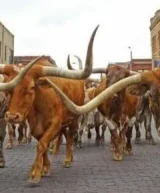 img-loc-fortworth-2
